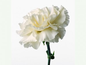 product_show_white-Carnations8