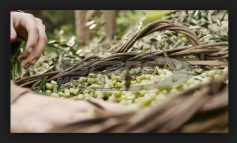 Ευνοϊκές συνθήκες για την επιτραπέζια ελιά