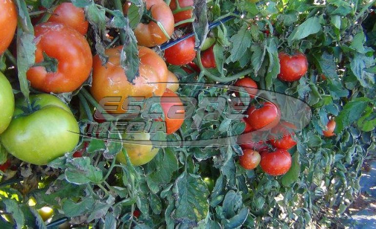 Υγειονομική «βόμβα»!: Κατασχέθηκαν χιλιάδες κιλά ντομάτας από Ιταλία και Αλβανία