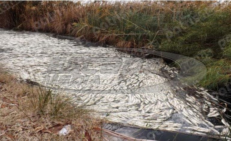 Εκατοντάδες νεκρά ψάρια στα Ιαματικά Λουτρά του Καϊάφα