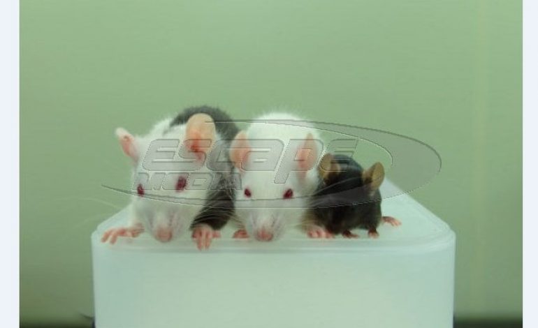 Επιστήμονες ανέπτυξαν τεχνητά πάγκρεας ποντικού μέσα σε σώμα αρουραίου!