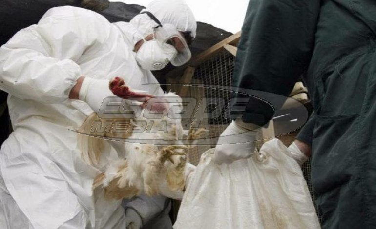 Περιφέρεια Κεντρικής Μακεδονίας: Σε εγρήγορση οι κτηνιατρικές υπηρεσίες για τη γρίπη των πτηνών