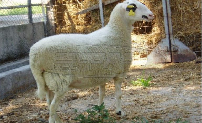 Στροφή στις αυτόχθονες φυλές προβάτων προτείνουν επιστήμονες