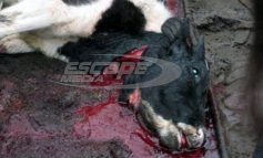 Καβάλα: Σφαγή ζώων με τη μέθοδο Κόσερ για πρώτη φορά στην Ελλάδα!