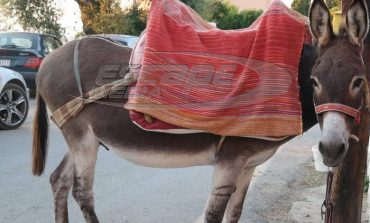 Κρήτη: Αριθμός κυκλοφορίας στα... γαϊδούρια