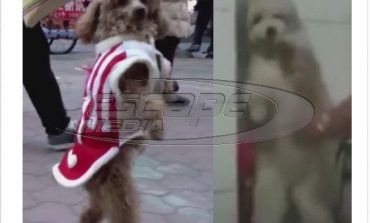 Πίσω από τα βίντεο με τα σκυλιά που τρέχουν στα δυο πόδια τους κρύβεται μια σοκαριστική αλήθεια