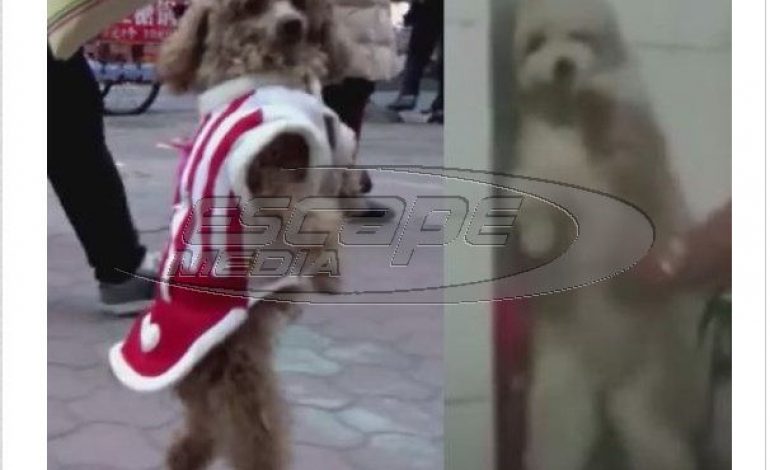 Πίσω από τα βίντεο με τα σκυλιά που τρέχουν στα δυο πόδια τους κρύβεται μια σοκαριστική αλήθεια