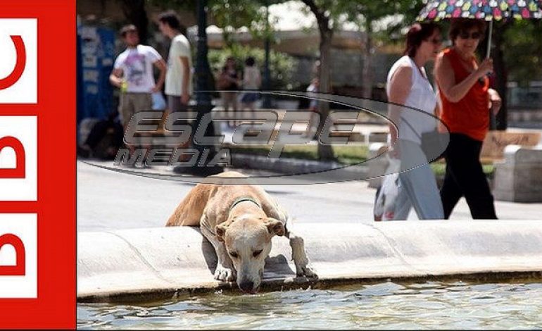 BBC: Τα άλλα θύματα της κρίσης- Εκατομμύρια αδέσποτα στους δρόμους της Αθήνας -βίντεο-