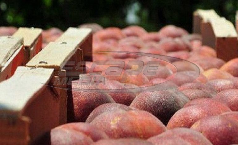 Αύξηση κατά 10.500 τόνους των ροδάκινων προς απόσυρση και δωρεάν διανομή