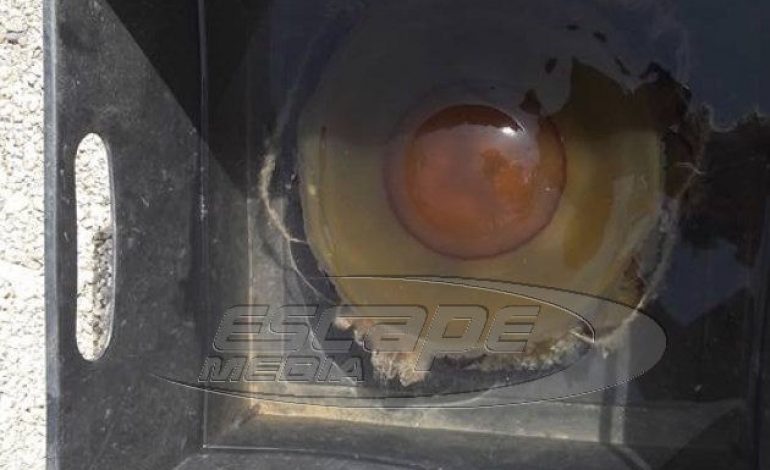 Τεράστιες μέδουσες εμφανίστηκαν και στην Κρήτη