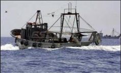 Αποστόλου: «Κανένα θέμα ασφάλειας των αλιευμάτων - Δεν πάνε οι ψαράδες στον Σαρωνικό»