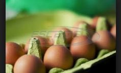 Μολυσμένα αυγά με Fipronil από την Βουλγαρία στην ελληνική αγορά