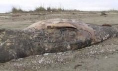 Φάλαινα έξι μέτρων ξεβράστηκε σε ακτή στην Αλεξανδρούπολη
