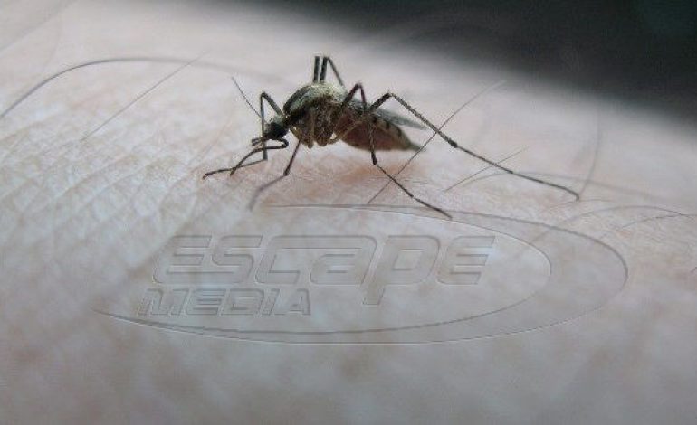Ιός του Δυτικού Νείλου: Στους 15 οι νεκροί – Εκπονείται σχέδιο για τα λοιμώδη νοσήματα από κουνούπια