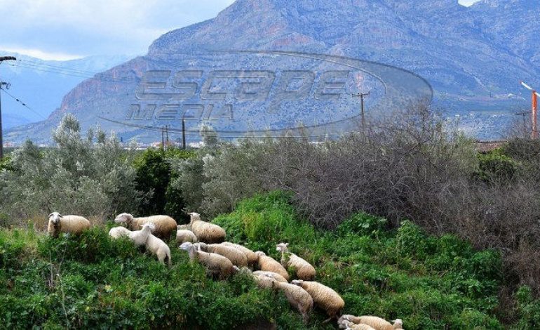 Καστοριά: Η αγωνία των κτηνοτρόφων στην καραντίνα -Πώς διανέμουν το γάλα, τι γίνεται με τα αιγοπρόβατα