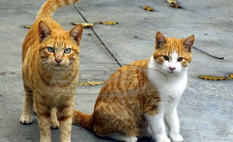 Ιδιοκτήτες ζώων προσοχή! Με παράσιτο στο πεπτικό οι μισές γάτες στην Ελλάδα – Ο κίνδυνος για τον άνθρωπο