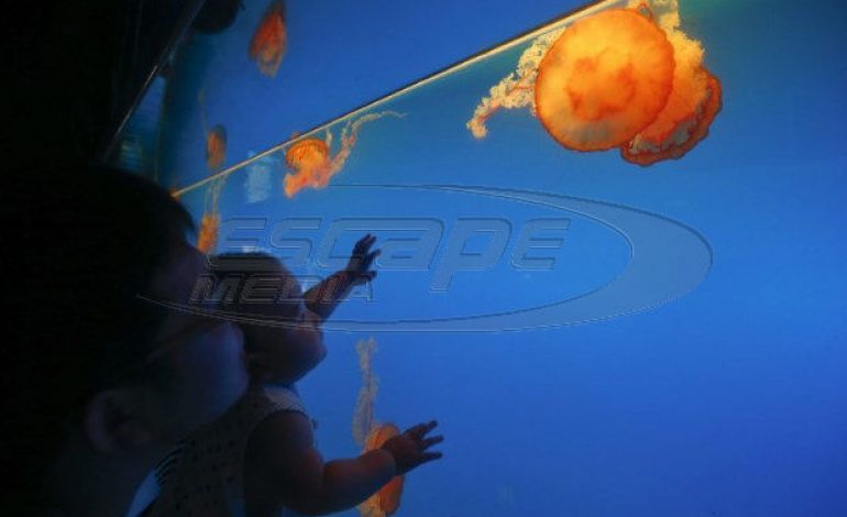Κουρουμπλής: Δεν έχουμε μελέτη για τις τσούχτρες – Θα τις καταπολεμήσουμε με δίχτυα