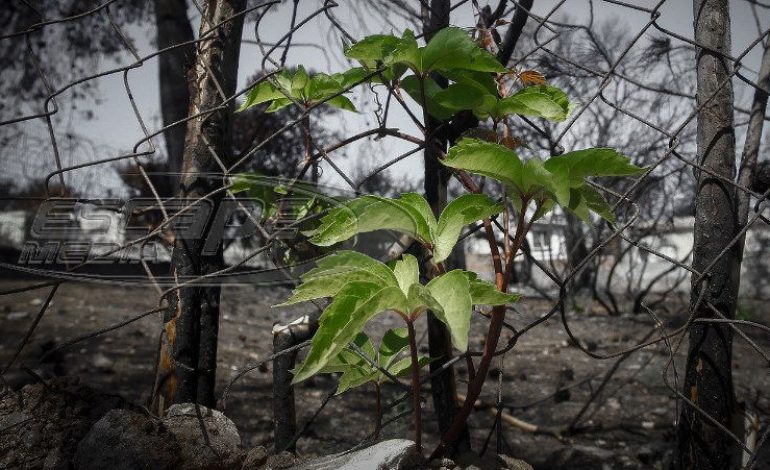 Έκθεση για το Μάτι: Λανθασμένη εκτίμηση της φωτιάς – Τι έπρεπε να γίνει για να μην θρηνήσουμε νεκρούς