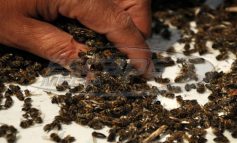 Ο μεγαλύτερος ΔΟΛΟΦΟΝΟΣ των μελισσιών μας αυτή τη περίοδο…. Δώστε μεγάλη ΠΡΟΣΟΧΗ