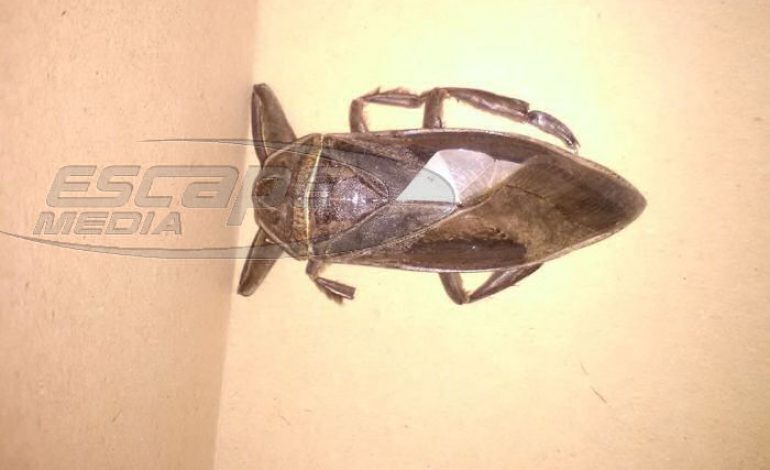 Εντοπίστηκε σαρκοφάγο έντομο… γίγας στη Λαμία