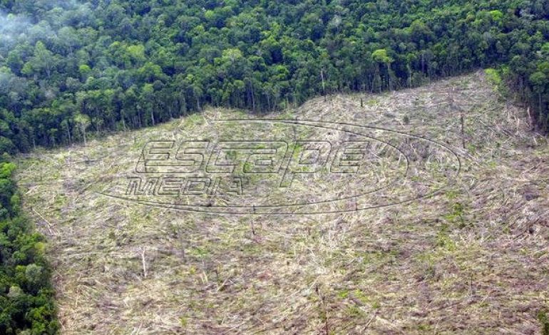 Τεράστια απειλή για την ανθρωπότητα η απώλεια της βιοποικιλότητας