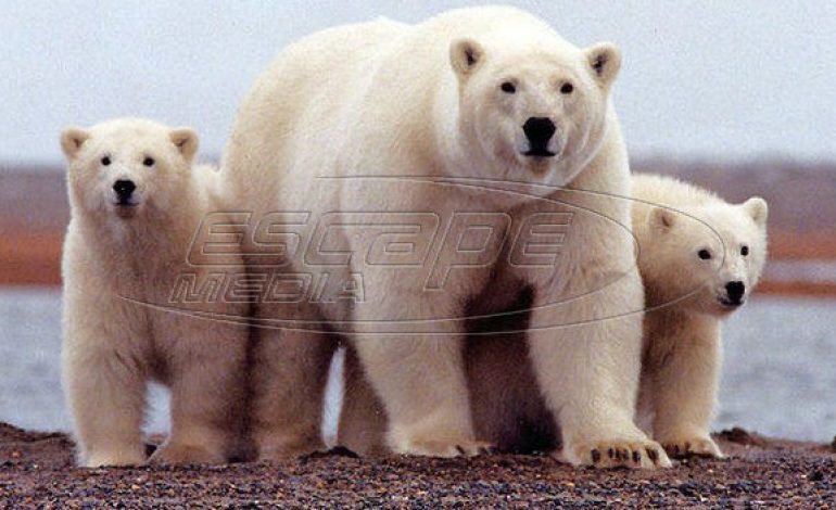 Αρκτική: Οι πολικές αρκούδες έφεραν κατάσταση έκτακτης ανάγκης