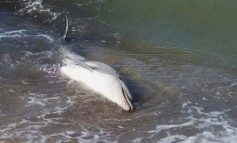 Προβληματισμός για τα νεκρά δελφίνια στο Αιγαίο: Η υπεραλίευση, ο τουρισμός και οι ναυτικές ασκήσεις