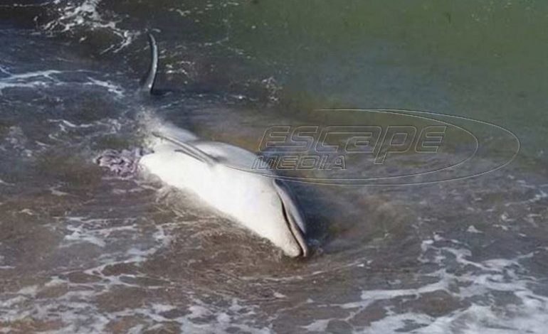 Προβληματισμός για τα νεκρά δελφίνια στο Αιγαίο: Η υπεραλίευση, ο τουρισμός και οι ναυτικές ασκήσεις