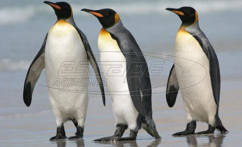 Ανταρκτική: Η κλιματική αλλαγή σχεδόν αφάνισε μία τεράστια αποικία αυτοκρατορικών πιγκουίνων-video-