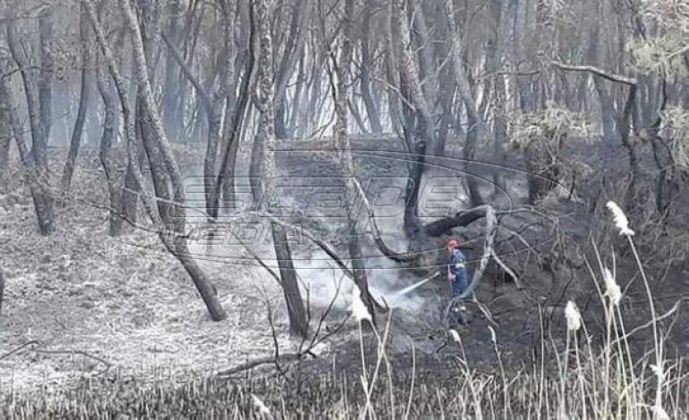 Οικολογική καταστροφή στη Στροφυλιά: 2.000 στρέμματα παρθένου δάσους μετατράπηκαν σε στάχτη
