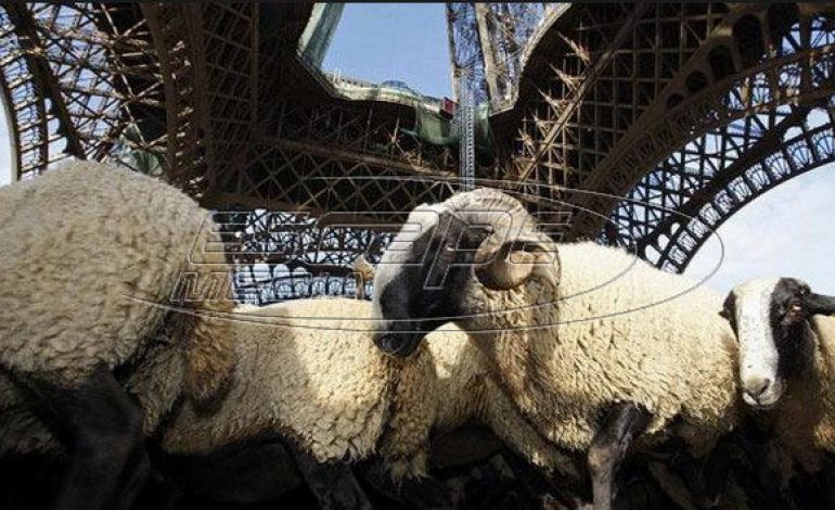 Γαλλία: Εγραψαν 15… πρόβατα σε σχολείο για να μην κλείσει μία τάξη!