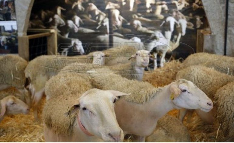 Εδιμβούργο: Μεταλλαγμένα πρόβατα κατά της νόσου Μπάτεν