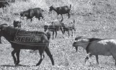 Το γιδοφάγωμα του Μεταξά 1937-1939