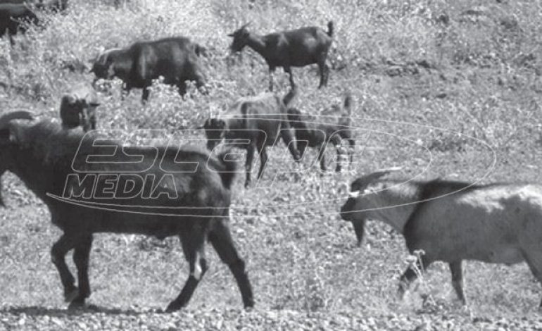 Το γιδοφάγωμα του Μεταξά 1937-1939